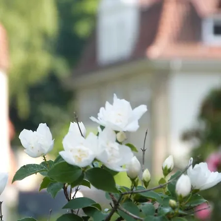 Kalenberg Lägenhet Hildesheim